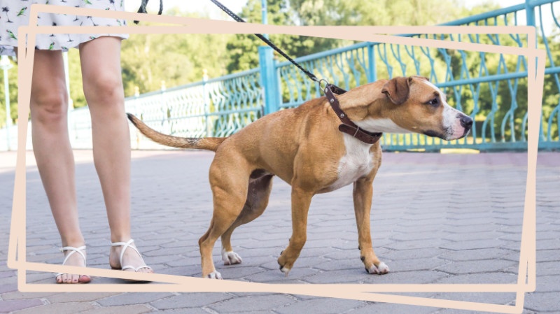 So lernt dein Hund nicht mehr an der Leine zu ziehen