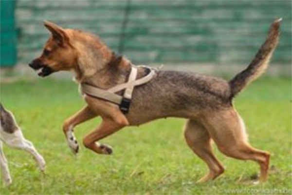 Einzeltraining Hundezentrum HSS Erziehung Alltagstauglichkeit Hund. Individuelles Einzeltraining / Problemtherapie