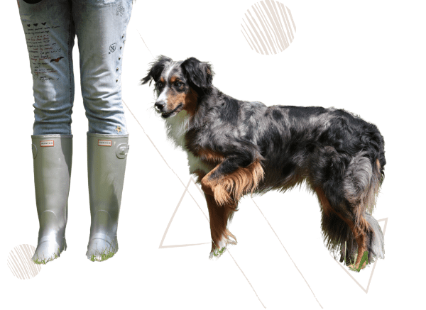 Erziehung, Alltagstauglichkeit Hund Erziehung Alltagstauglichkeit Auslastung Hund