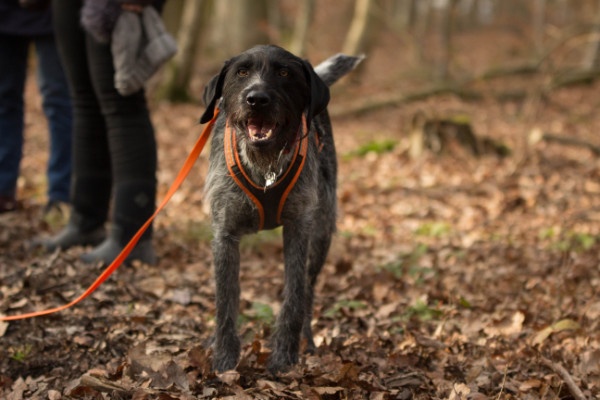 Freilauf Hundezentrum Hss Erziehung Alltagstauglichkeit Hund. Freilaufen