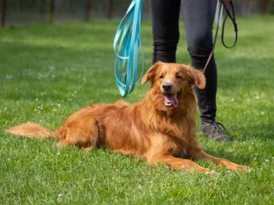 Hundeschule Pforzheim Hundezentrum HSS