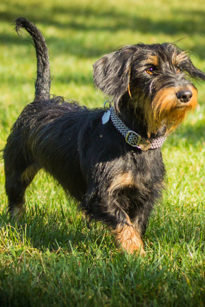 HSS Hund 1 Aylin Notzon Hundetrainerin
