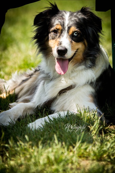 HSS Hund 3 Aylin Notzon Hundetrainerin