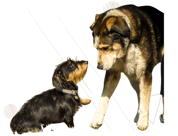 HSS Hundezentrum Hundezuwachs