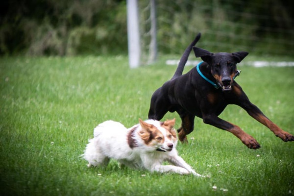 Praxisbausteine Hundetypen
