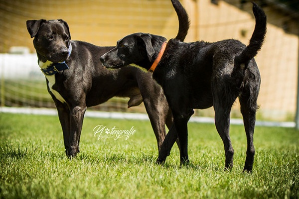 HSS Praxisbausteine Hundetypen