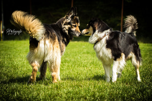 Pama mit einem passenden Hund