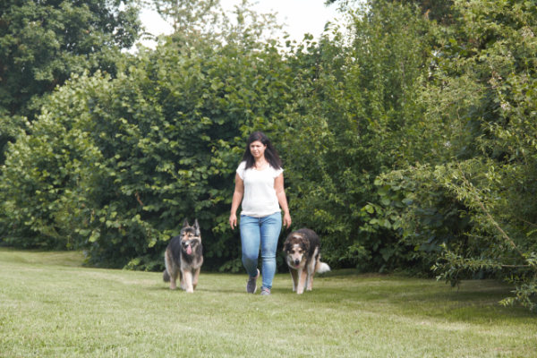 Hundezentrum HSS Basics Erziehung Alltagstauglichkeit Hund. Basics
