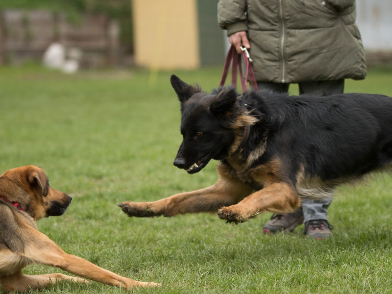 Individuelles Training Hunde Titelbild Problemtherapie