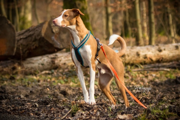 Freilauf mit jagdtriebigem Hund