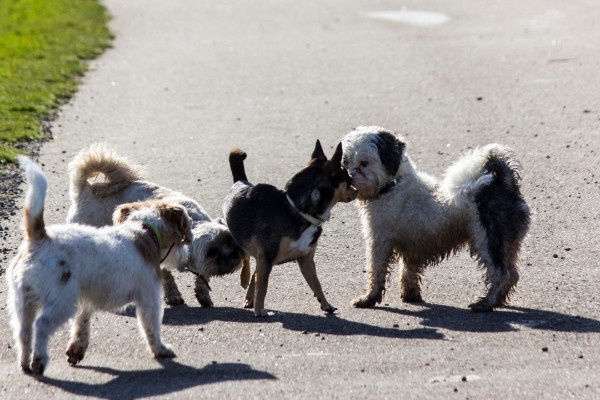 Kopie von Unnamed Design Erziehung Alltagstauglichkeit Hund. Kleinhundegruppen