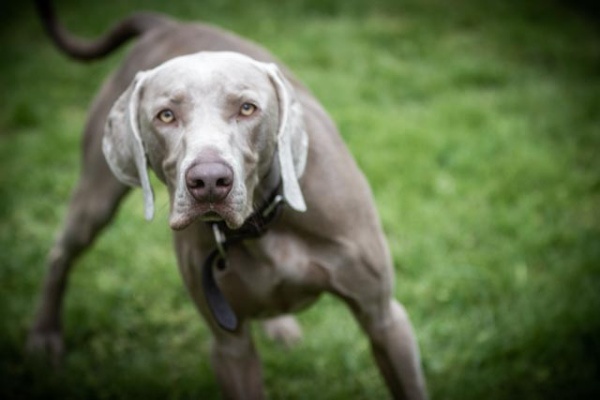 Praxisbausteine Hundetypen