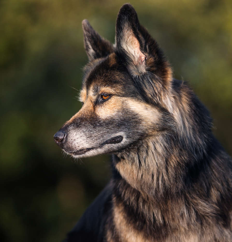 Persönlichkeitsentwicklung Hund