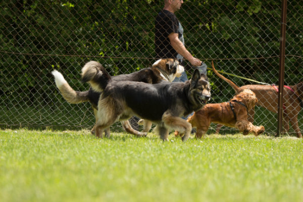 Mehrhundehaushald Hundezentrum HSS Erziehung Alltagstauglichkeit Hund. Mehrhundehaushalt