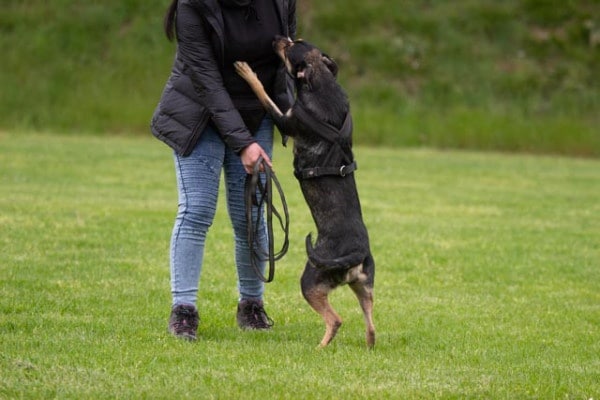 Problemhund Hundezentrum HSS
