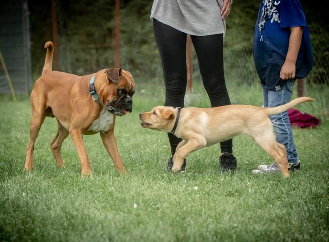 Hund suchen Hundezentrum Hundesuche, den passenden Hund finden