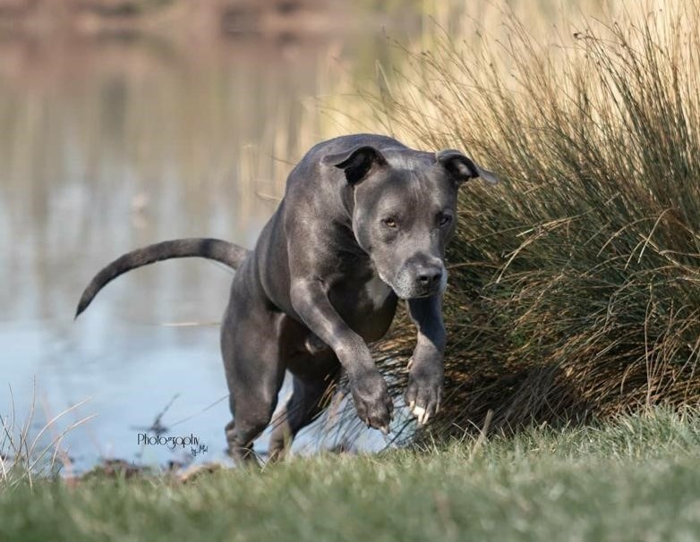 Alltagstraining für deinen Hund ohne Hundeplatzeffekt!