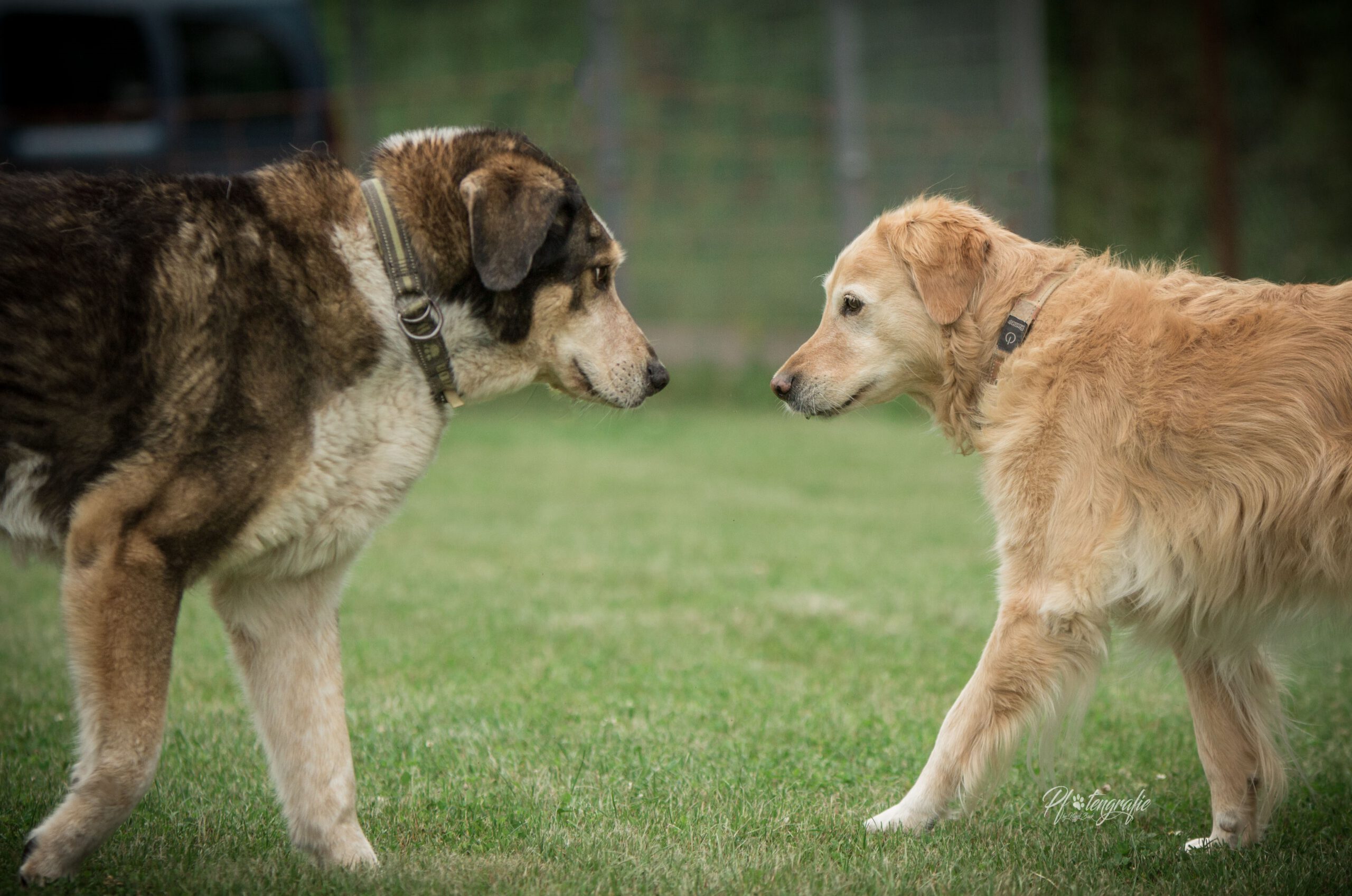 Hundetypen führen