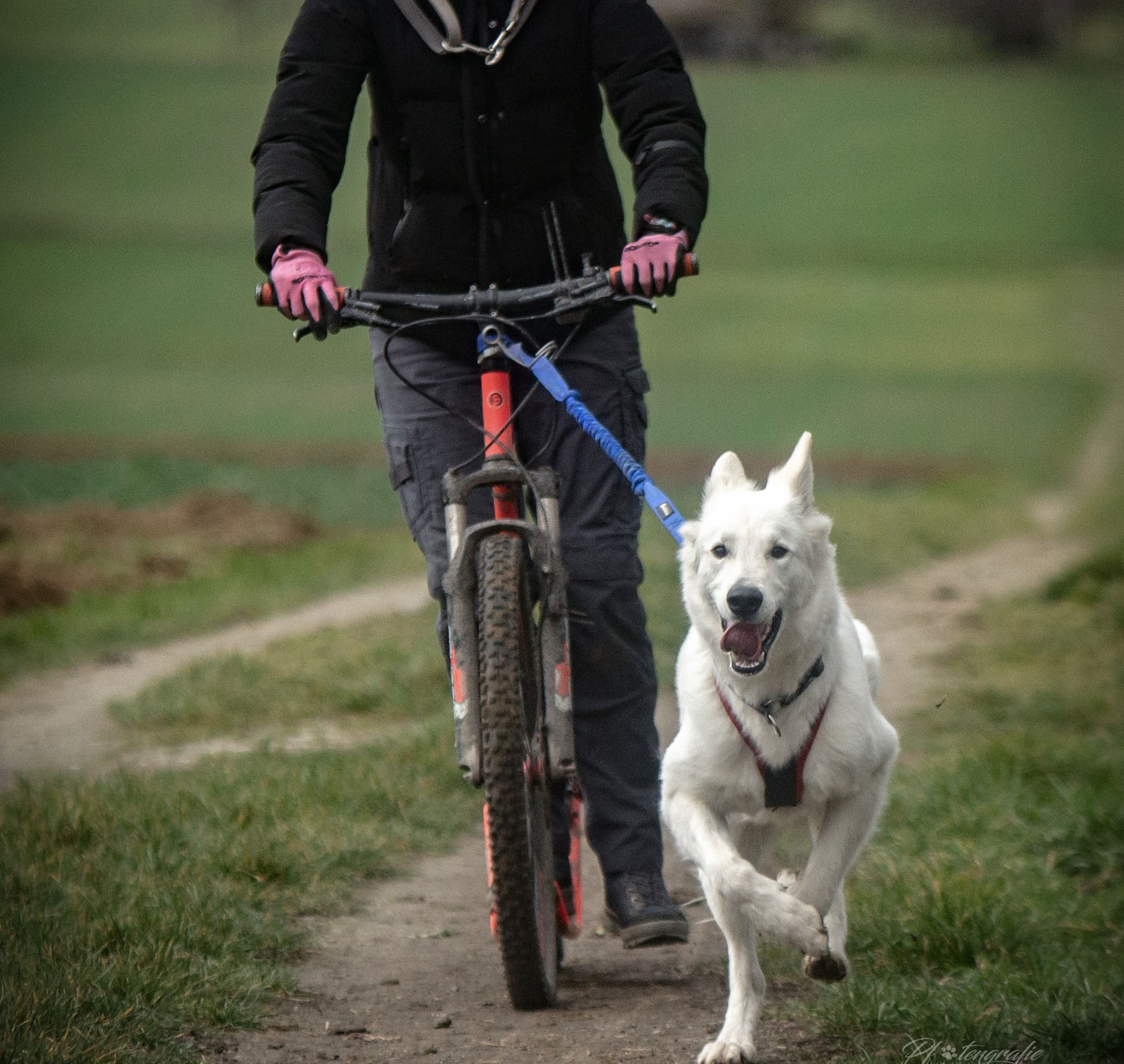 Online Seminare für Hund und Hundehalter