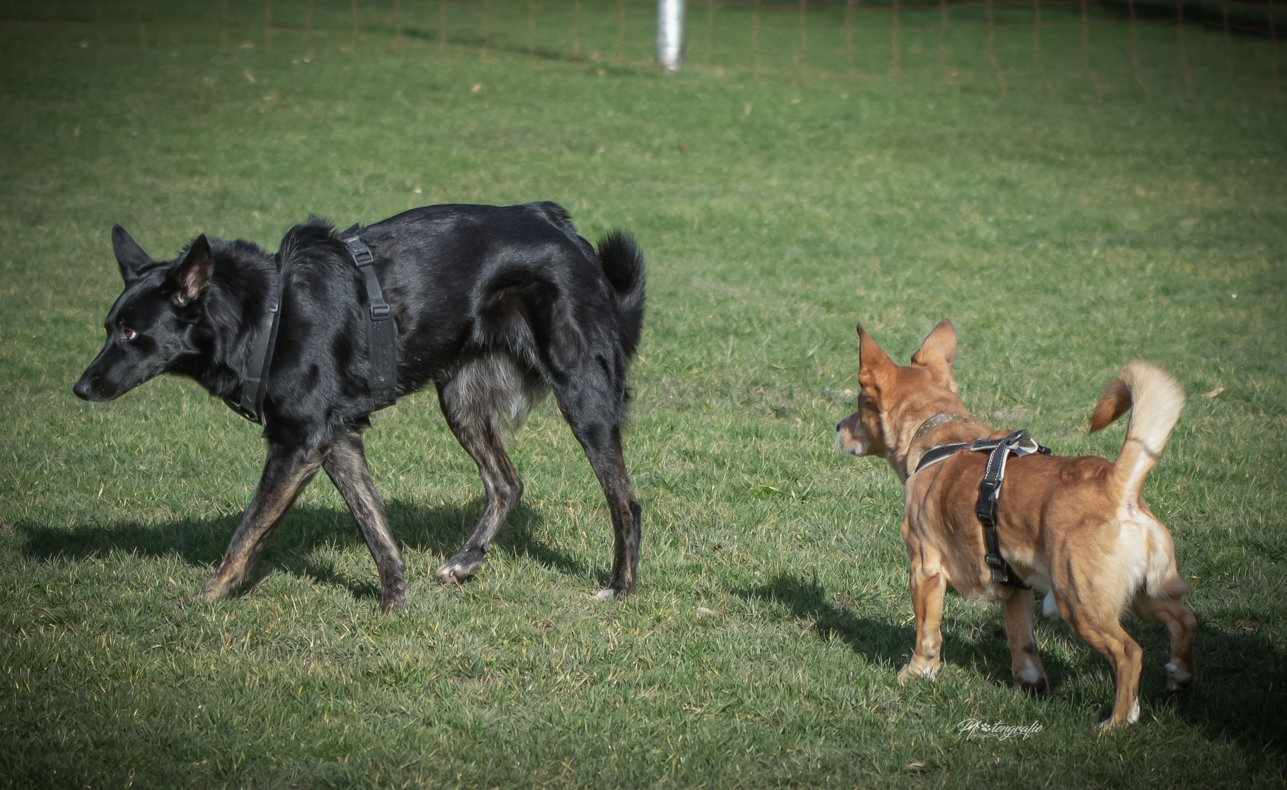 Hundesuche, den passenden Hund finden