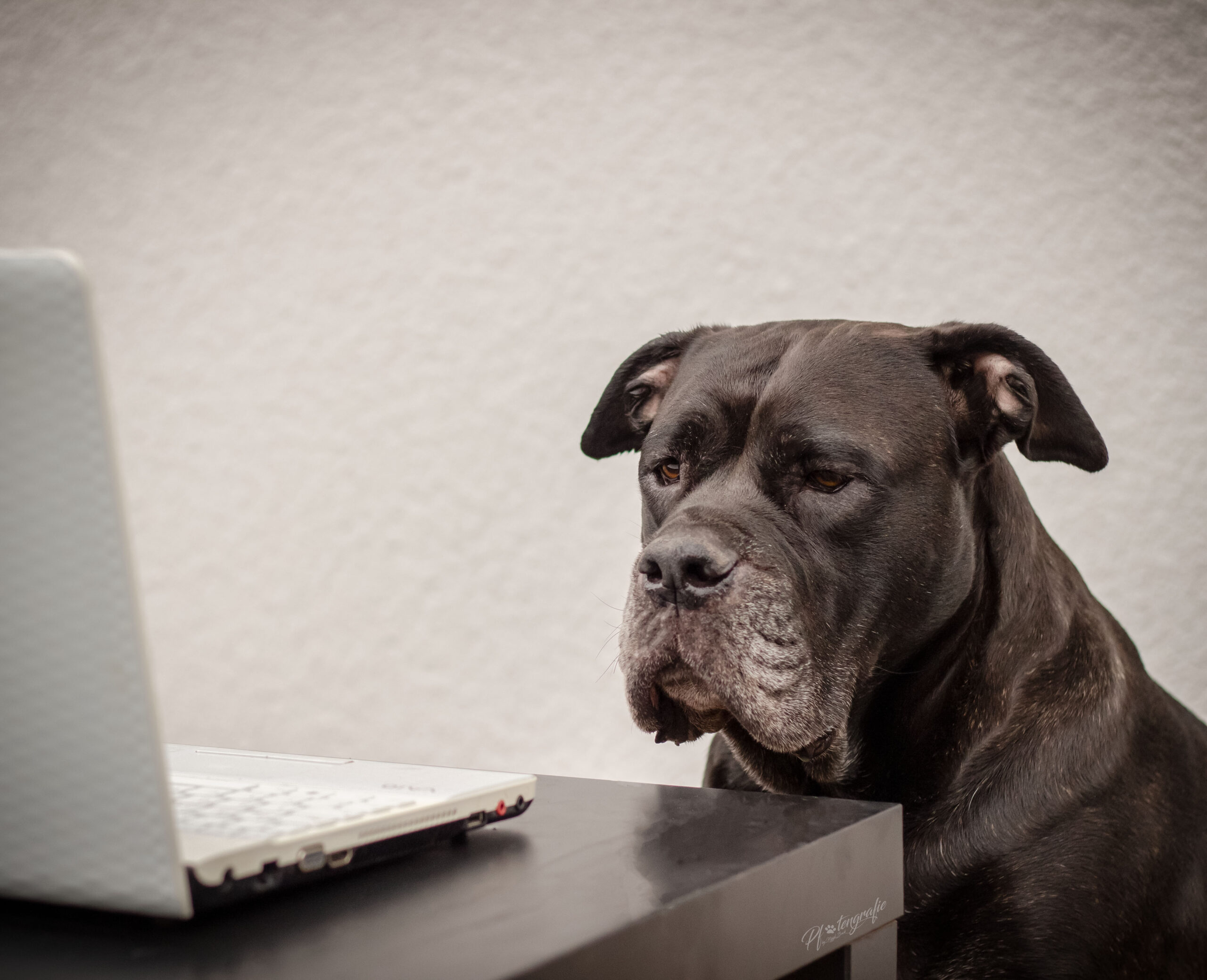 Erziehung Alltagstauglichkeit Auslastung Hund