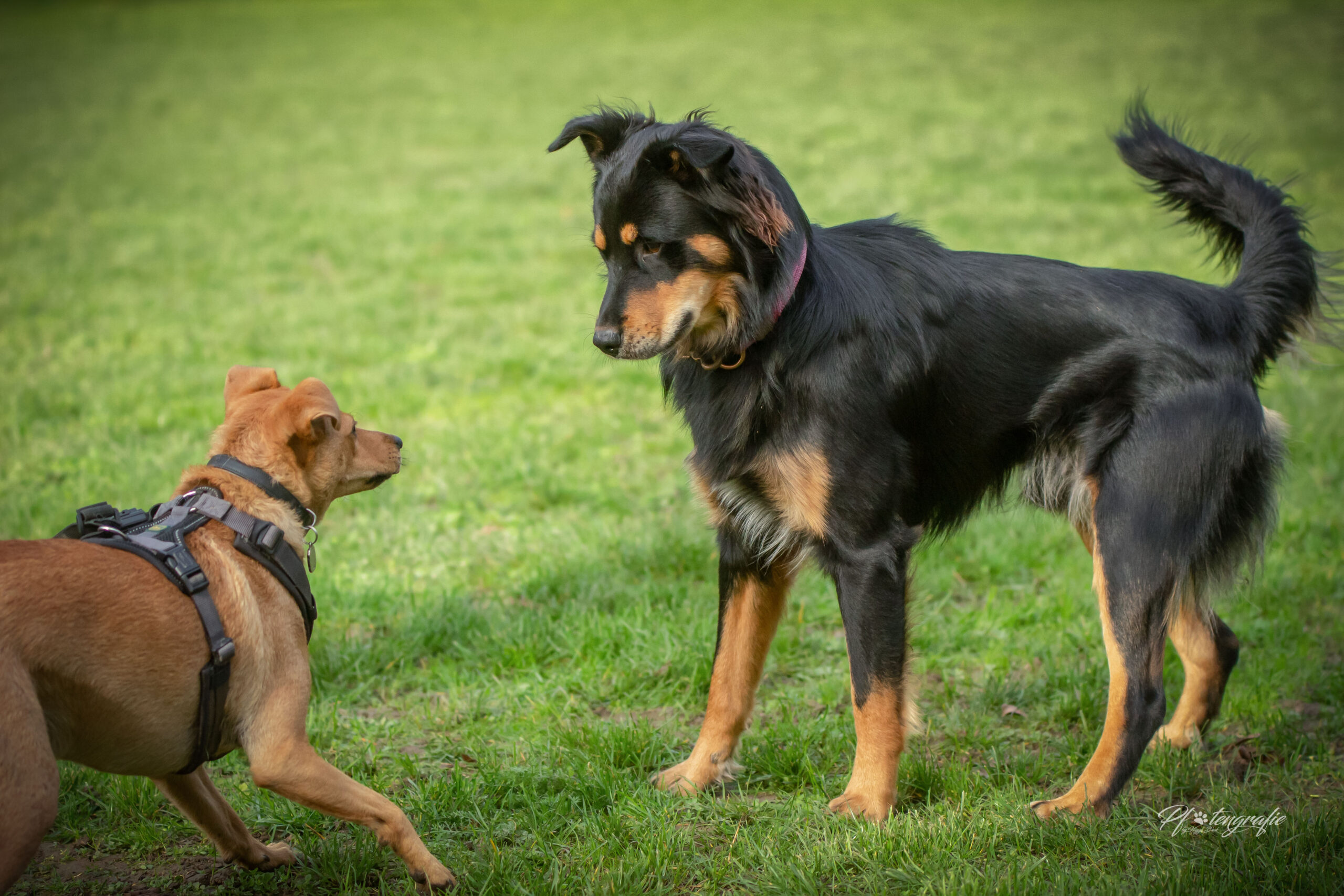 Hundesuche, den passenden Hund finden