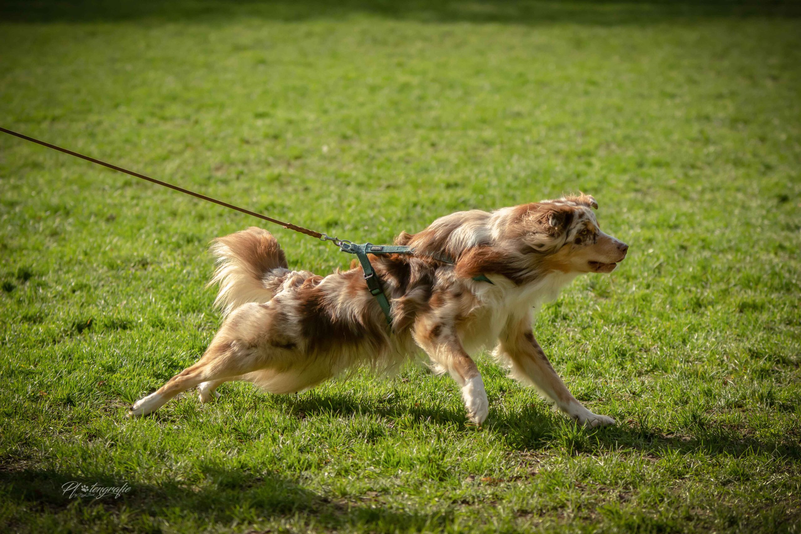 Bei uns lernst du deinen Hund richtig führen