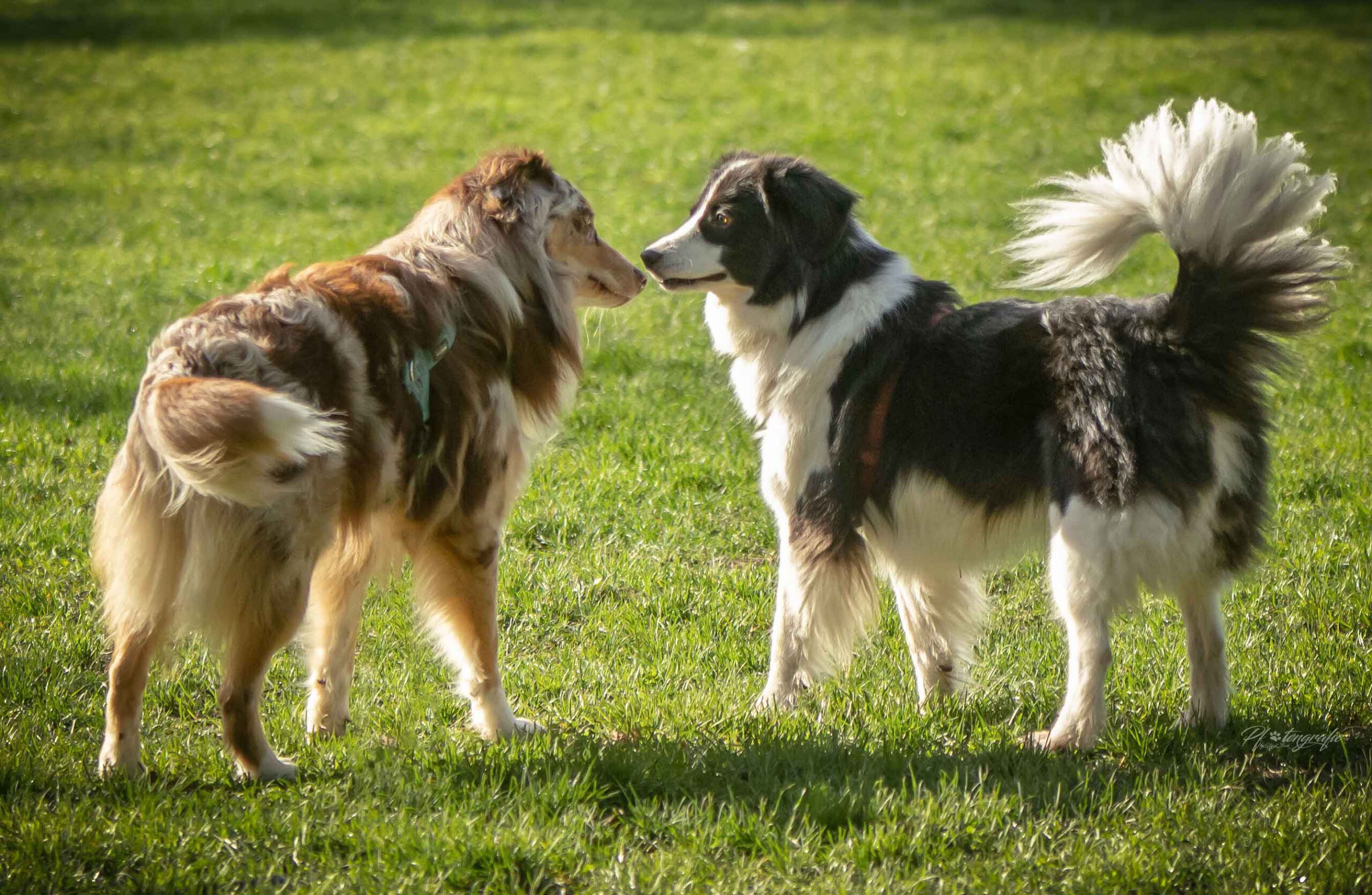 Online Seminare für Hund und Hundehalter