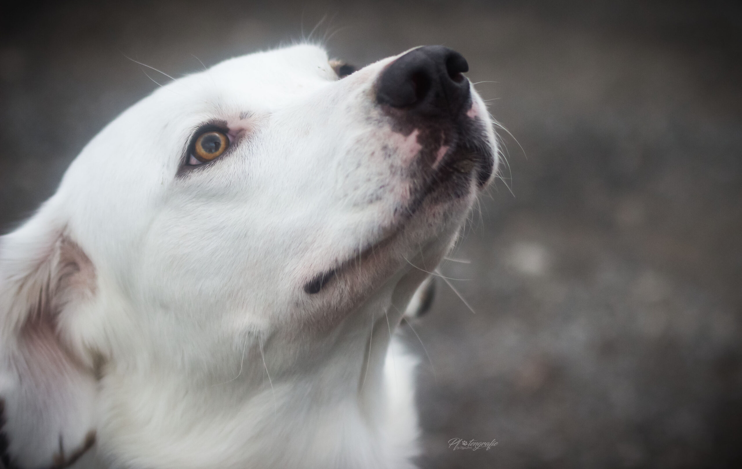 gestressten Hund beruhigen