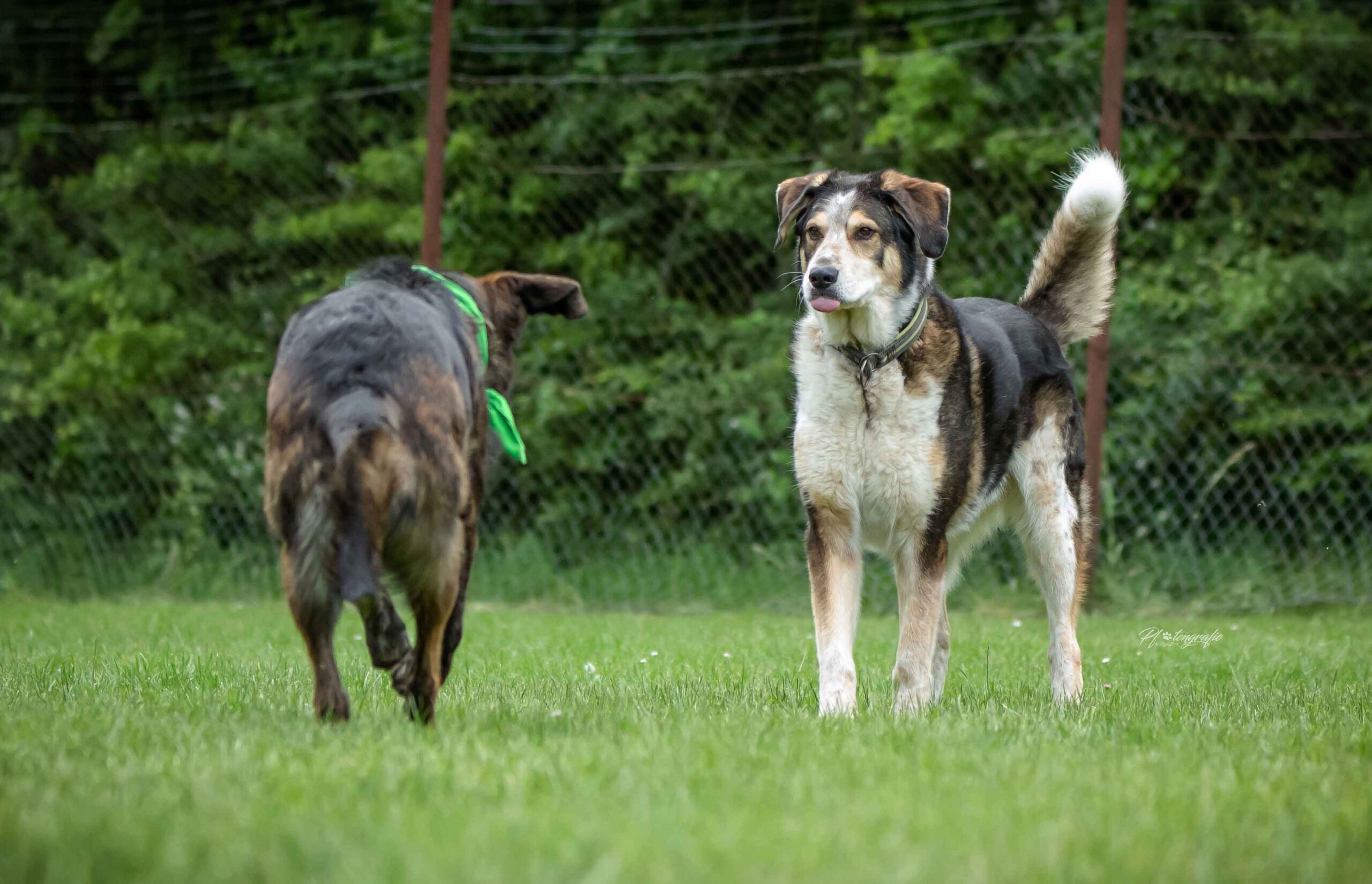 Erziehung Alltagstauglichkeit Auslastung Hund