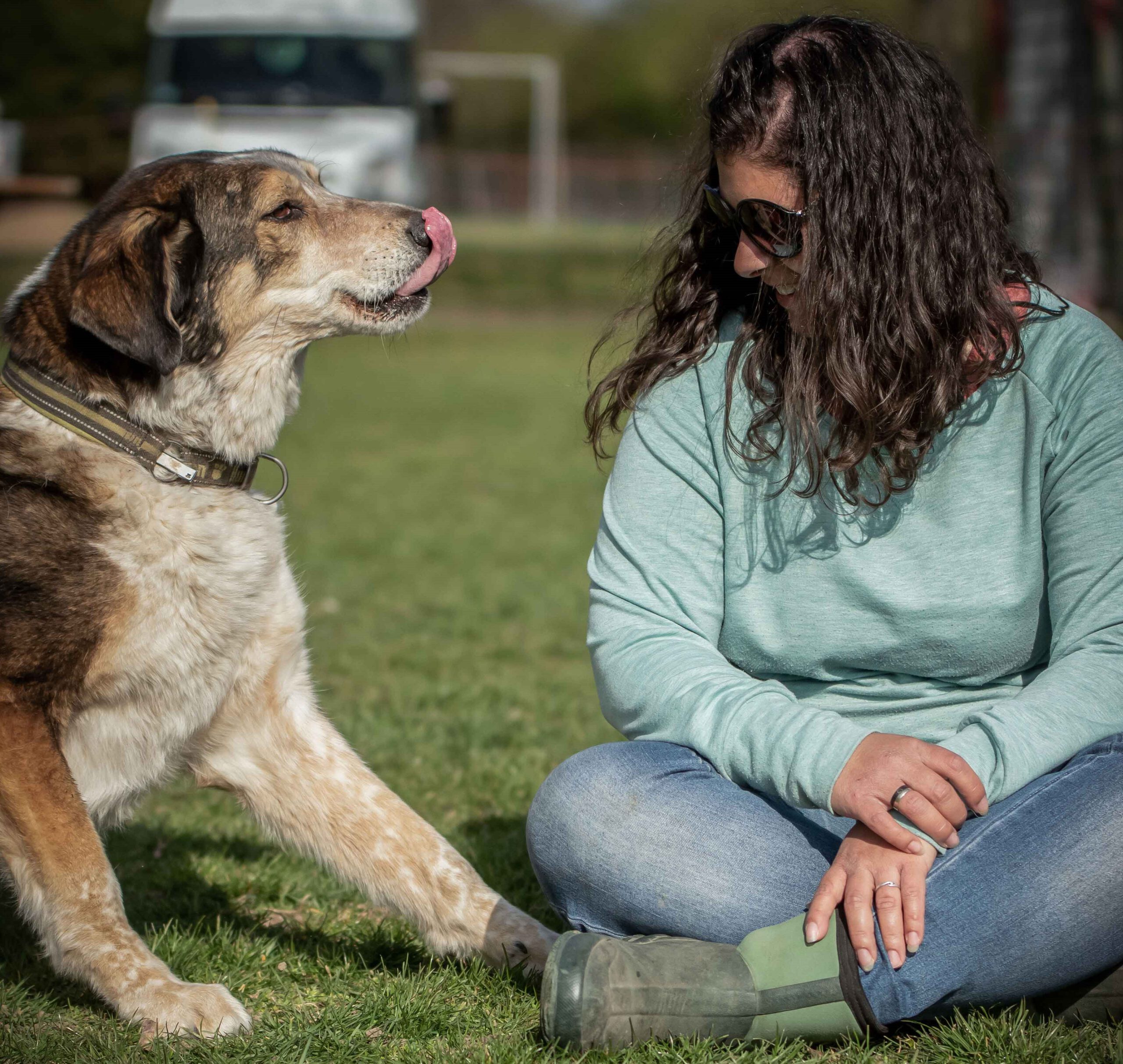 Hundetypen führen