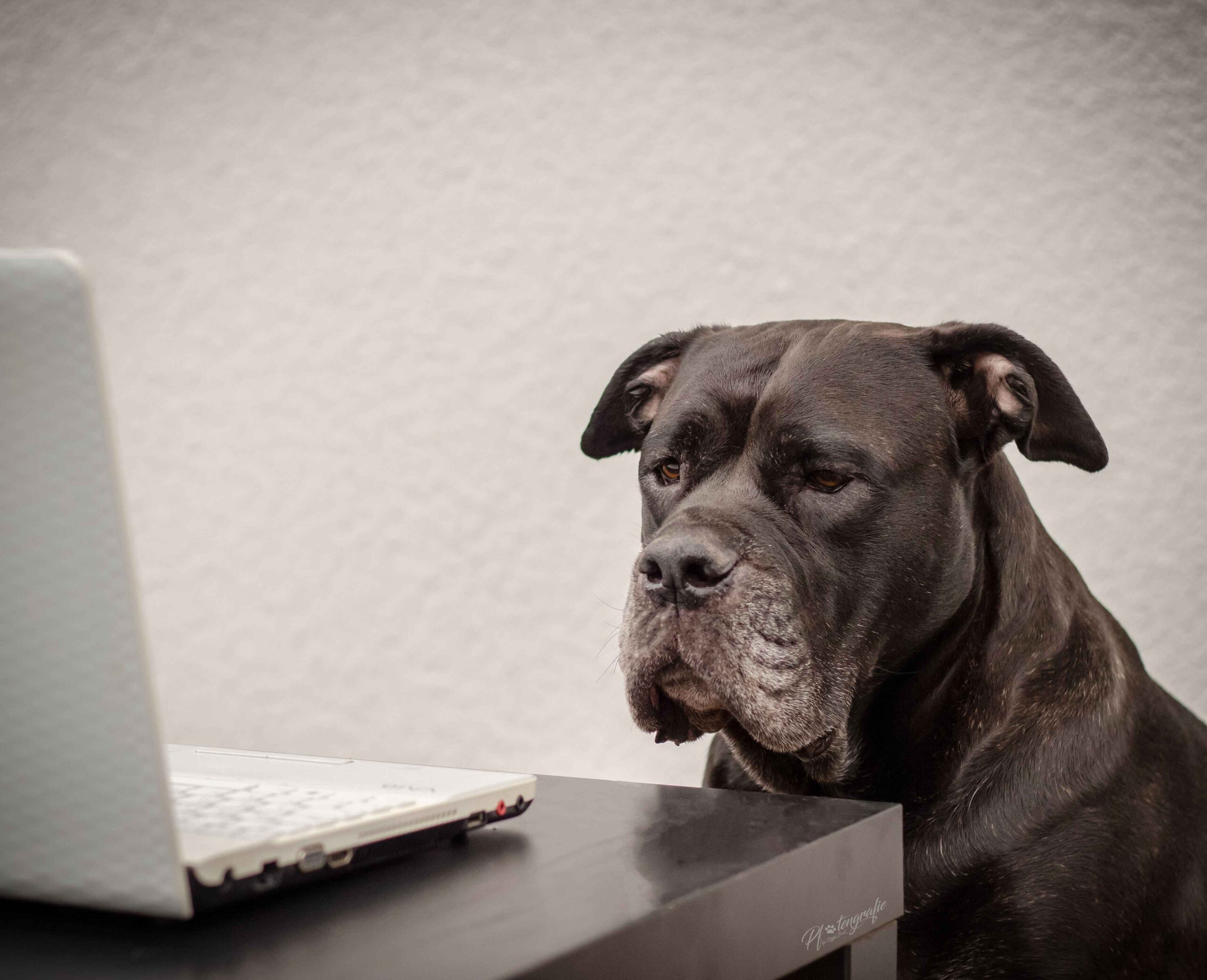Online Seminare für Hund und Hundehalter