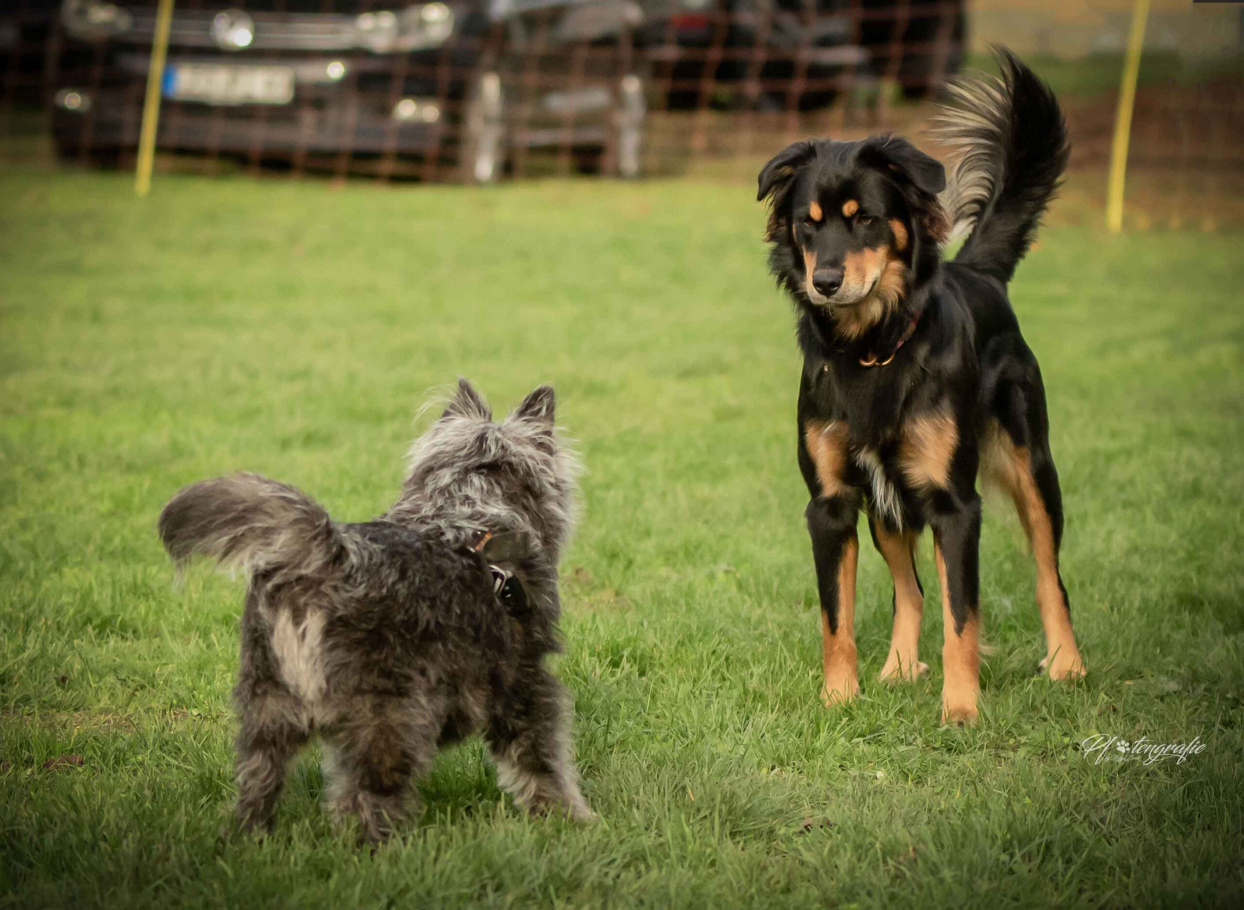 Erziehung Alltagstauglichkeit Hund. Seminare und Kurse Hundezentrum HSS