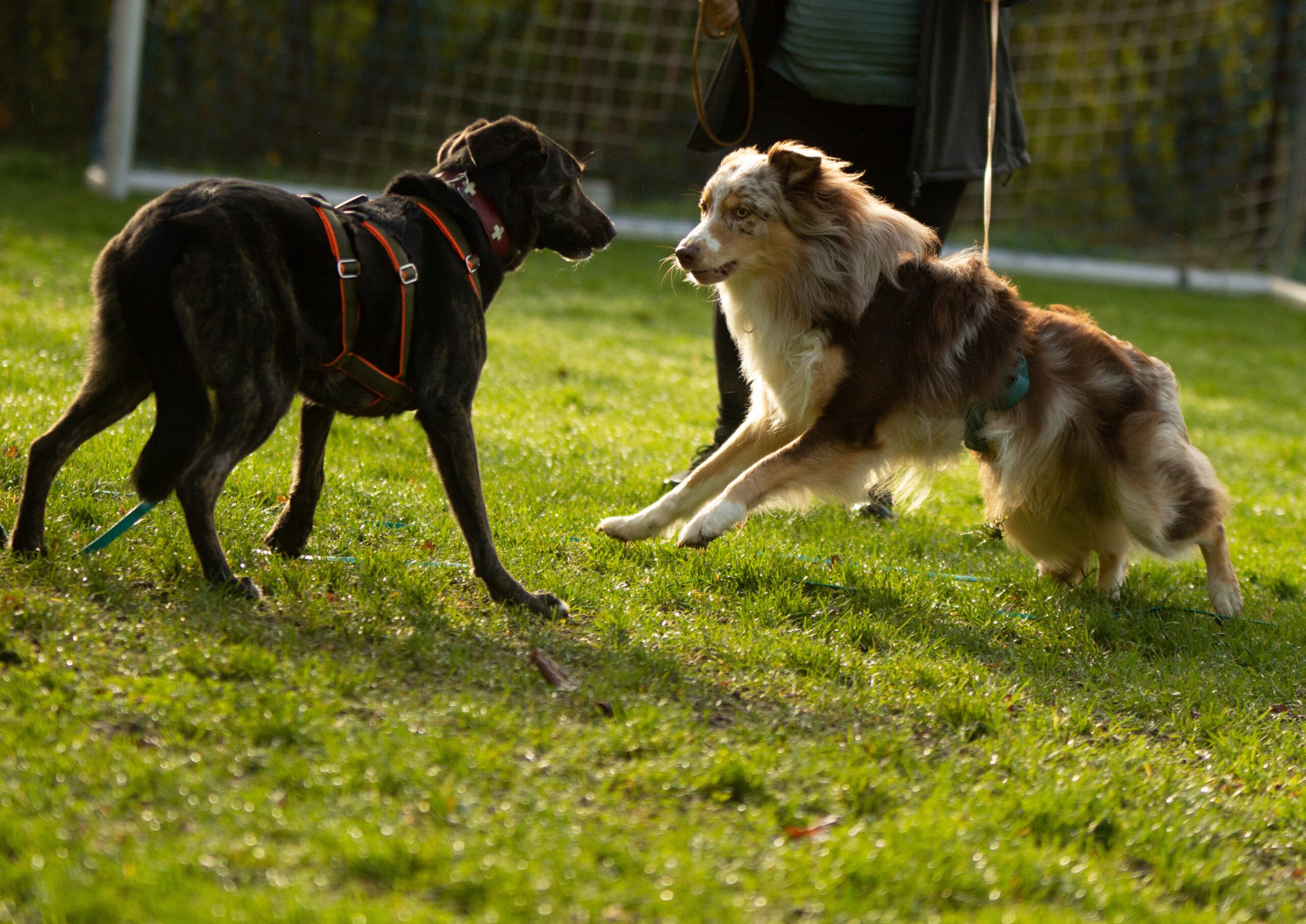 Hundebegegnungskurs1 titelbild_hss